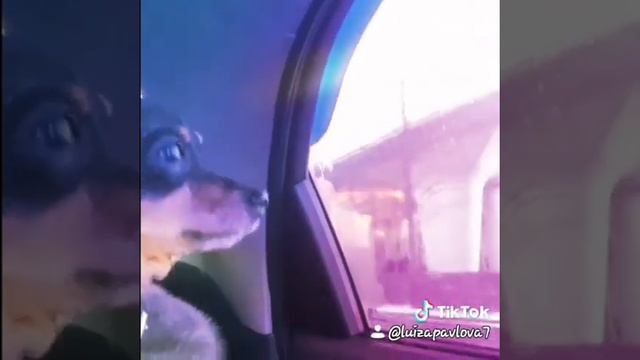 #Я тебя не отдам не кому🐾🐶🐾💘😘💋💋💋🙏🙏🙏🥰 смотреть онлайн