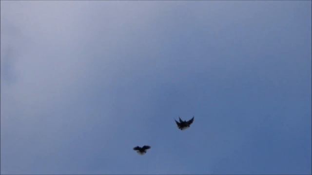 голуби 18.05.20г.