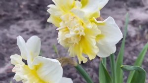 Обзор #нарциссы #весна2021 #луковичныецветы