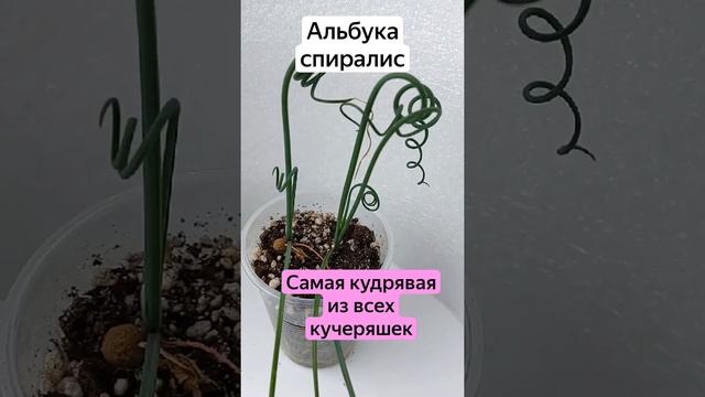 Альбука спиралис - кудри завитые