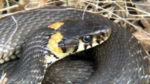 УЖ - Змея с желтыми "ушами", Grass-snake