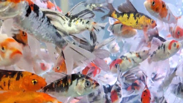? Вуалевые зимующие японские карпы КОИ! Красивый окрас карпиков кои, которых можно купить для пруда