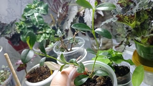 Обзор комнатных цветов на стеллаже. ??? смотреть онлайн