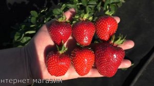 СВИТХАРТ среднеспелый сорт клубники