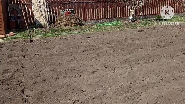 ?, Vlog огородный. Сажаем картофель. Первая подкормка для чеснока.