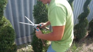 Как можно постричь тую западную смарагд  Разнообразие форм! Часть 1