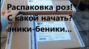 Распаковка посылки с розами из питомника "ГАРАНТ" и "ОЛЬГА РОЗЫ. Что заказала на осень 2023.