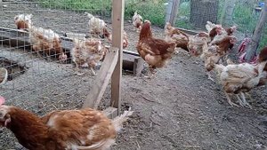 Куры несушки ломан Браун, возраст 10 месяц. только приехали с птице фермы