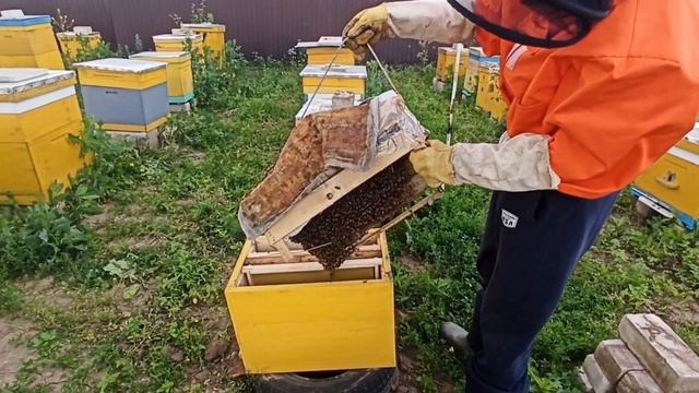 Настоящий сын пчеловода! Пока папы нет ловит рои смотреть онлайн