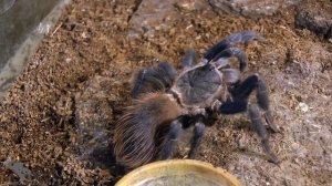 Пауки птицееды.Theraphosidae