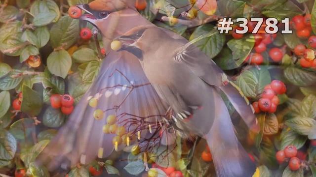 #3781. Свиристели (В мире животных) смотреть онлайн