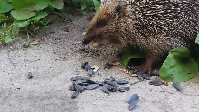 Ёжик ест семечки смотреть онлайн