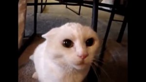 ЗЛЫЕ КОШКИ ANGRY CATS Злые кошки, КОШКИ АТАКУЮТ, приколы с котами, смешные коты