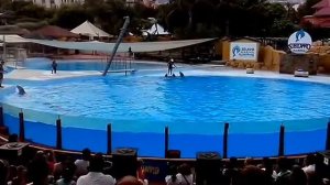 Selwo Marina show delfines 1