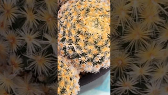 明星　Mammillaria schiedeana　2023 02 14　＃Shorts