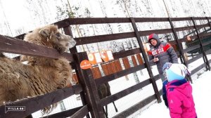 Контактный зоопарк в группе поселков "Заповедник" VILLA66