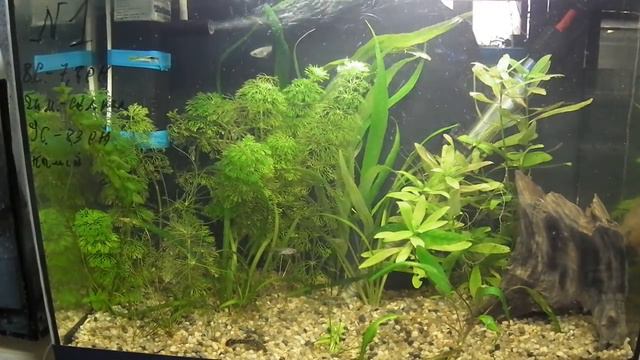 Жизнь аквариума № 1. Девятая серия. смотреть онлайн