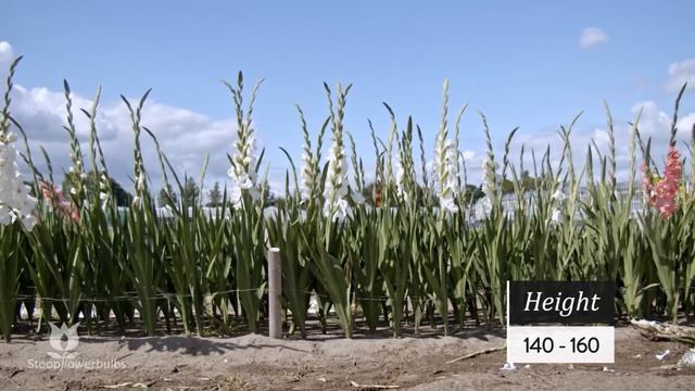 GLADIOLUS - FLEVO SNOW® смотреть онлайн