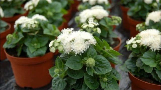 Живой Цветочный БОРДЮР // Два Растения о Которых Нужно Знать смотреть онлайн