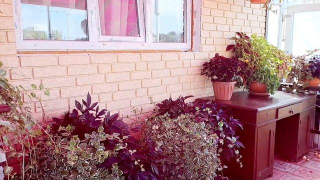 ПЕТУНИЮ НА ВЫБРОС. ЧЕМ ЗАМЕНИТЬ? ИЗМЕНЕНИЯ В ГОРШЕЧНОМ УГОЛКЕ. смотреть онлайн