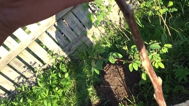Саженцы яблони "Белый налив".