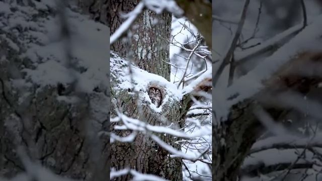 ТИШИНА, СПОКОЙСТВИЕ ?❤️#shorts #животные #сова #зима #милота #beautiful #owl #nature #calm