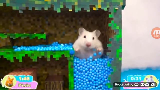 🐹 хомяки проходит испытания из мира Майнкрафта Надеюсь Понравится🐹 смотреть онлайн