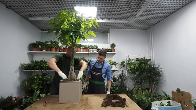 Умные растения которые не надо поливать. Горшки с Автополивом смотреть онлайн