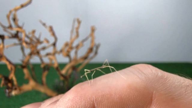 Рождение палочника. Вылупление аннамского палочника из яйца. Пересаживаем малышей в новый террариум