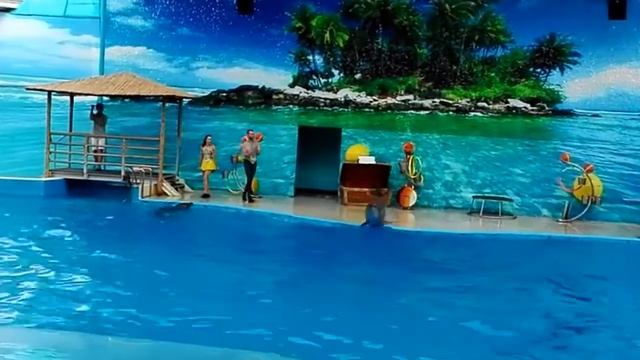 Дельфины поют, танцуют Ломбаду, рисуют картины смотреть онлайн