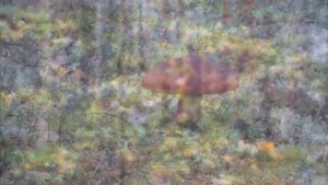 Осень в Финляндии 2012. Joensuu