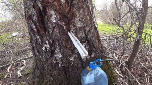 теплица из дерева своими руками