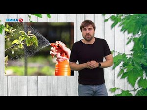 Борьба с тлей на садовом участке