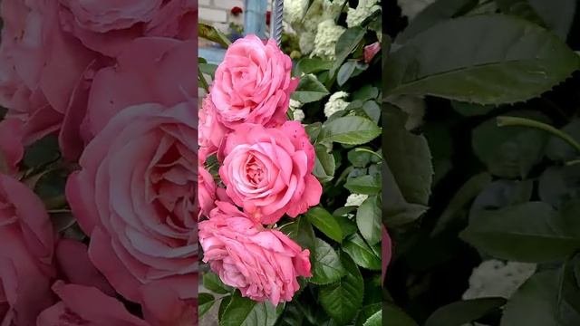 Розанна - плетистая красотка и шикарная гортензия. смотреть онлайн