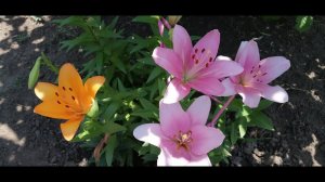 Когда зацветут чешуйки лилий