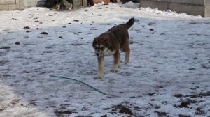 Щенки среднеазиатской овчарки (Алабай) 5 месяцев