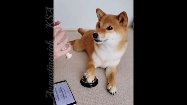 😍 😍приколы с животными✨🆕🔵🔴🔆🌟💯 смотреть онлайн