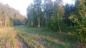 Небольшая лесная прогулка