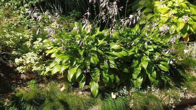 СНЫТЬ пестролистная декоративная агрессор????? смотреть онлайн