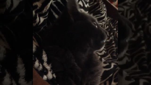 Кот дикий зверь смотреть онлайн