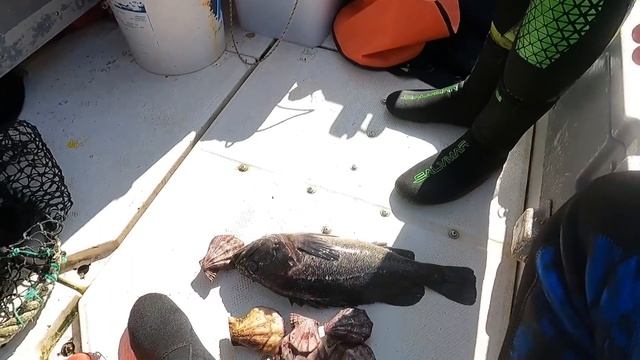Подводная охота на Темного окуня во Владивостоке на острове Желтухина.