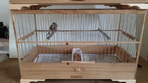 Клетки для канареек и декоративной птицы, с птичками внутри.