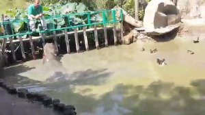 СМОТРИТЕ НЕ УПУСТИТЕ ТАКОГО ВЫ НЕ ВИДЕЛИ, БЕГЕМОТ ЖУЖА ПРЫГАЕТ В ВОДУ