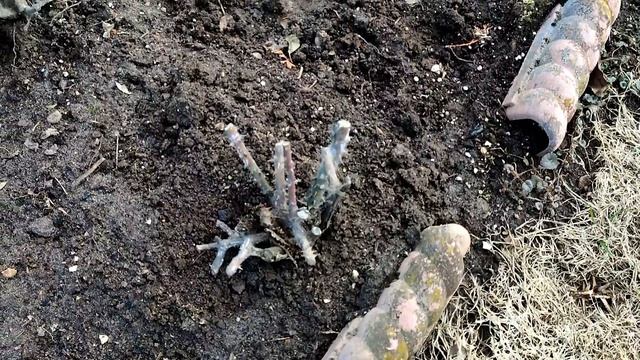 Обработка роз после зимы