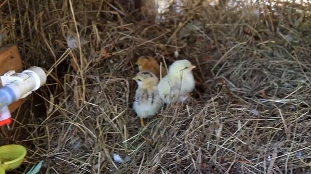 Три цыпленка встречают жизнь смотреть онлайн