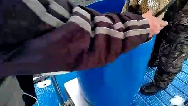 Ловля форели в Прудцах. Ловля на платнике. Рыбалка на безлимите.
