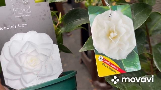 Камелия японская ?? . Мои новинки и запланированный эксперимент на весну 2022.