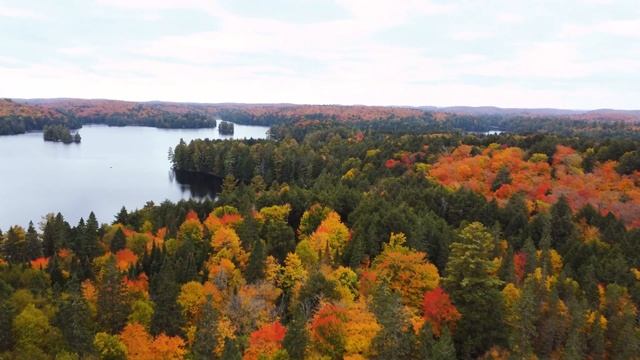 Algonquin park. Алгонкский провинциальный парк Онтарио. Канада. Торонто