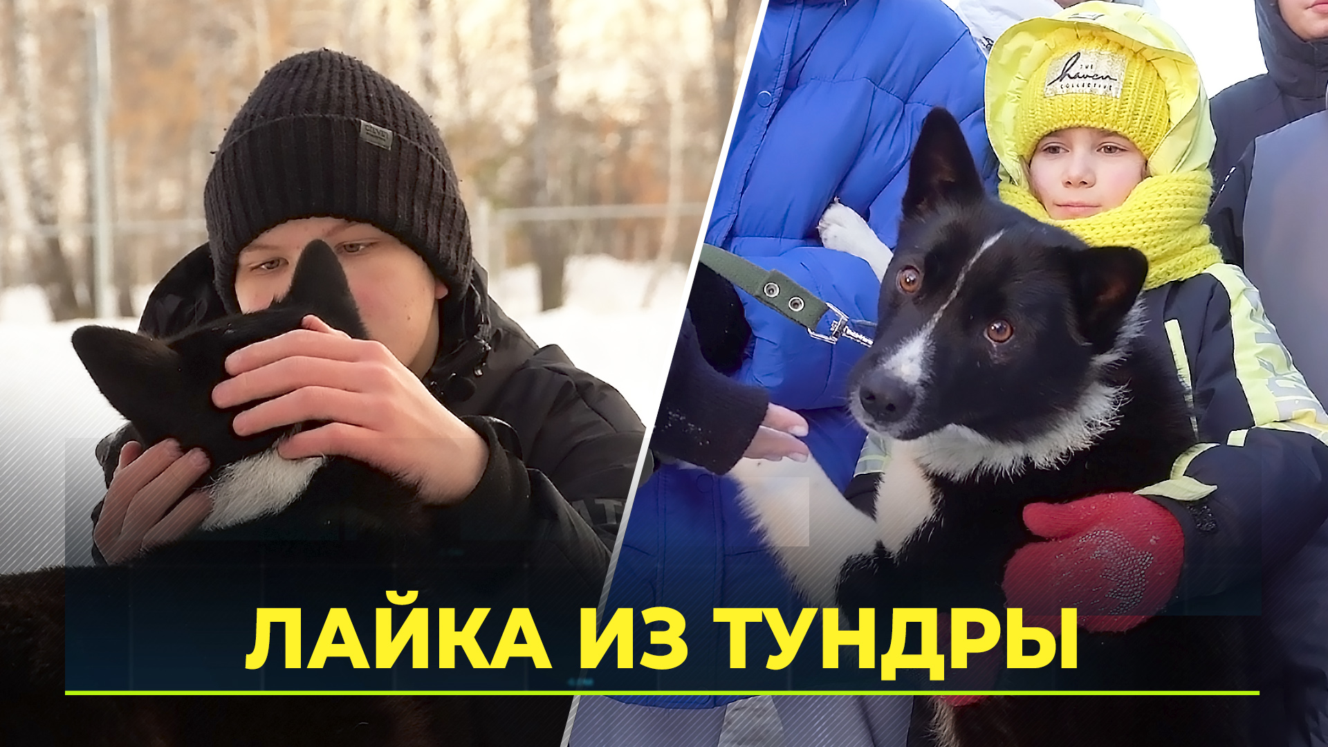 Оленевод подарил ненецкую лайку воспитанникам детдома в Тюмени