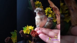 птенцы канарейки португальский арлекин'2021